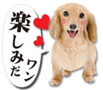 Cute dog 2 of a picture sticker #15134950