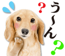 Cute dog 2 of a picture sticker #15134951