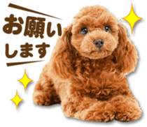 Cute dog 2 of a picture sticker #15134952