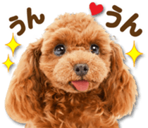 Cute dog 2 of a picture sticker #15134953