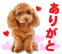 Cute dog 2 of a picture sticker #15134955