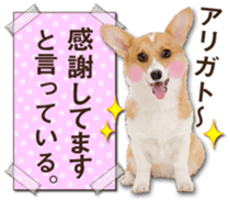 Cute dog 2 of a picture sticker #15134963