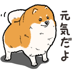 Wanko-Biyori Pomeranian