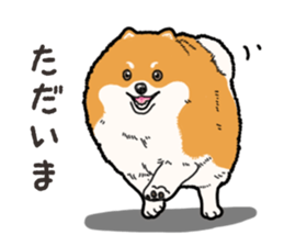 Wanko-Biyori Pomeranian sticker #15138296