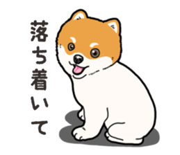 Wanko-Biyori Pomeranian sticker #15138306