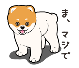 Wanko-Biyori Pomeranian sticker #15138307