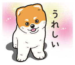 Wanko-Biyori Pomeranian sticker #15138314