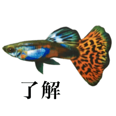 Cute tropical fish sticker