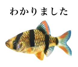 Cute tropical fish sticker sticker #15138974