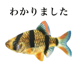 Cute tropical fish sticker sticker #15138974