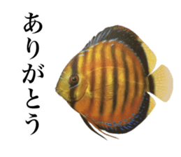 Cute tropical fish sticker sticker #15138976