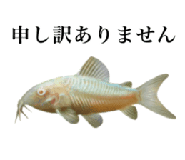 Cute tropical fish sticker sticker #15138979