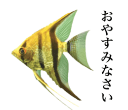 Cute tropical fish sticker sticker #15138987