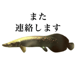 Cute tropical fish sticker sticker #15138988