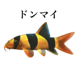 Cute tropical fish sticker sticker #15138991