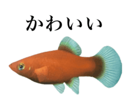 Cute tropical fish sticker sticker #15138998