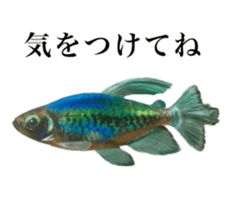 Cute tropical fish sticker sticker #15138999