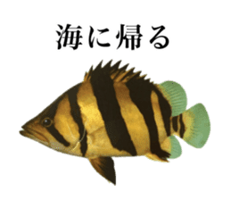 Cute tropical fish sticker sticker #15139008