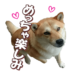 shibainufan 2