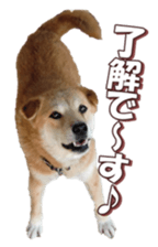 shibainufan 2 sticker #15140453