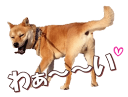 shibainufan 2 sticker #15140454