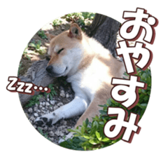 shibainufan 2 sticker #15140455