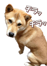shibainufan 2 sticker #15140457