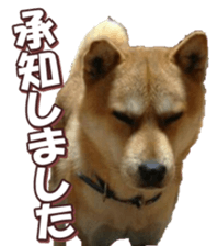 shibainufan 2 sticker #15140458