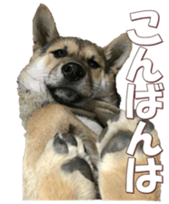 shibainufan 2 sticker #15140459