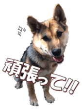shibainufan 2 sticker #15140460