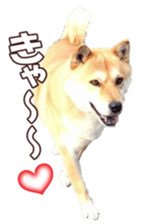 shibainufan 2 sticker #15140461