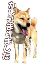 shibainufan 2 sticker #15140462