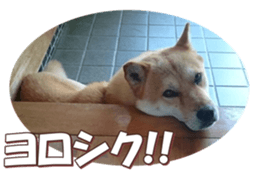 shibainufan 2 sticker #15140463