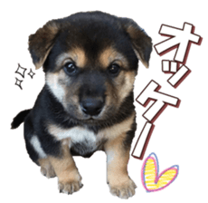 shibainufan 2 sticker #15140464