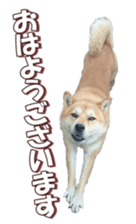 shibainufan 2 sticker #15140465