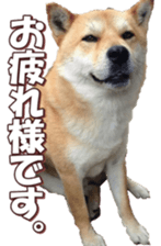 shibainufan 2 sticker #15140466