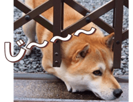 shibainufan 2 sticker #15140467