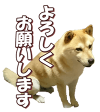 shibainufan 2 sticker #15140468