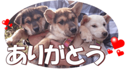 shibainufan 2 sticker #15140469