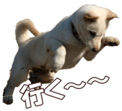 shibainufan 2 sticker #15140470