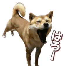 shibainufan 2 sticker #15140471