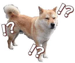 shibainufan 2 sticker #15140472