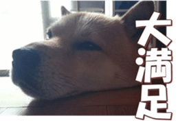 shibainufan 2 sticker #15140473