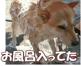 shibainufan 2 sticker #15140474