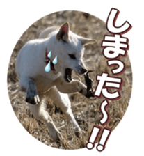 shibainufan 2 sticker #15140475