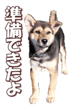 shibainufan 2 sticker #15140476