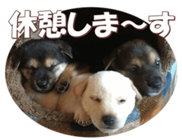shibainufan 2 sticker #15140477