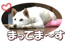 shibainufan 2 sticker #15140478