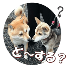 shibainufan 2 sticker #15140480