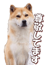 shibainufan 2 sticker #15140481